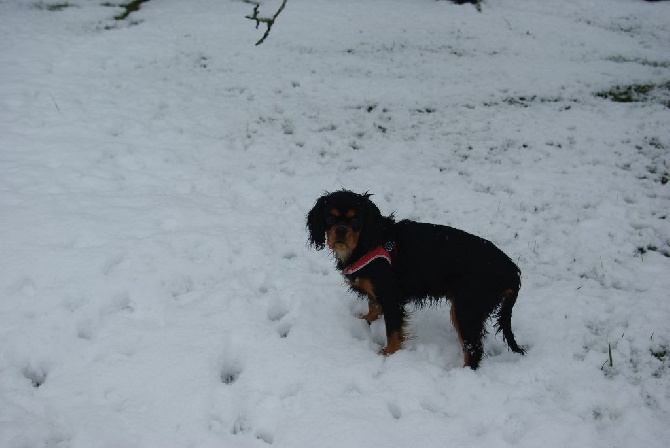 Des Elfes Du Connemara - Jade découvre la neige pour la premiere fois !