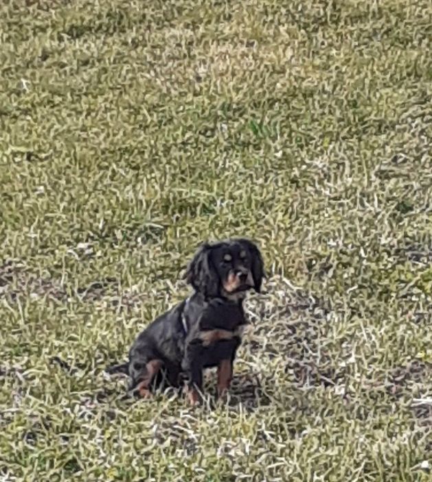 Scarlett Des Elfes Du Connemara