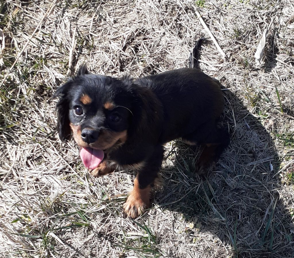 Scarlett Des Elfes Du Connemara