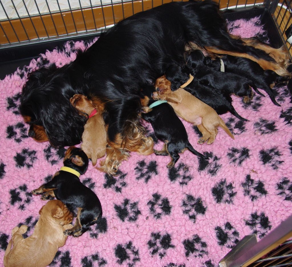 Des Elfes Du Connemara - Cavalier King Charles Spaniel - Portée née le 18/06/2018