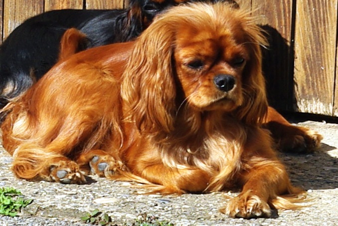 Fossette des amoureux de nos ours