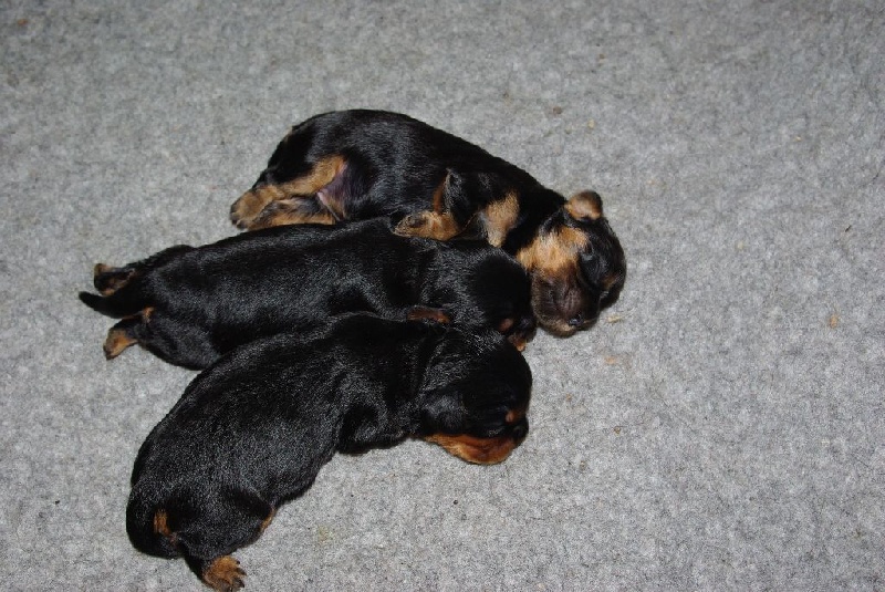 Bébés de Fossette et Guili