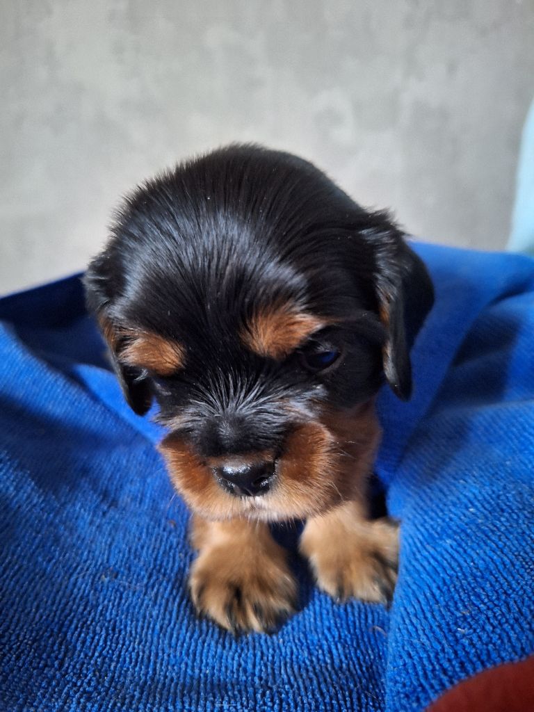 Des Elfes Du Connemara - Chiots disponibles - Cavalier King Charles Spaniel