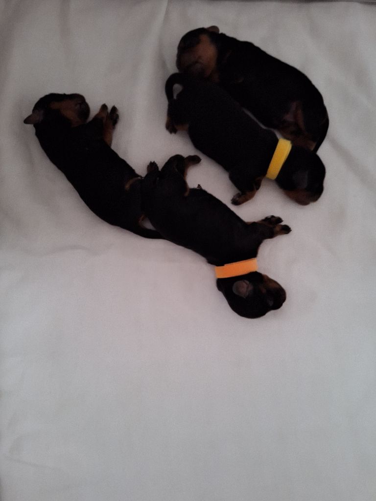Chiot Cavalier King Charles Spaniel Des Elfes Du Connemara