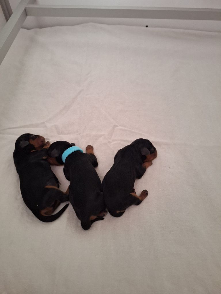 Chiot Cavalier King Charles Spaniel Des Elfes Du Connemara