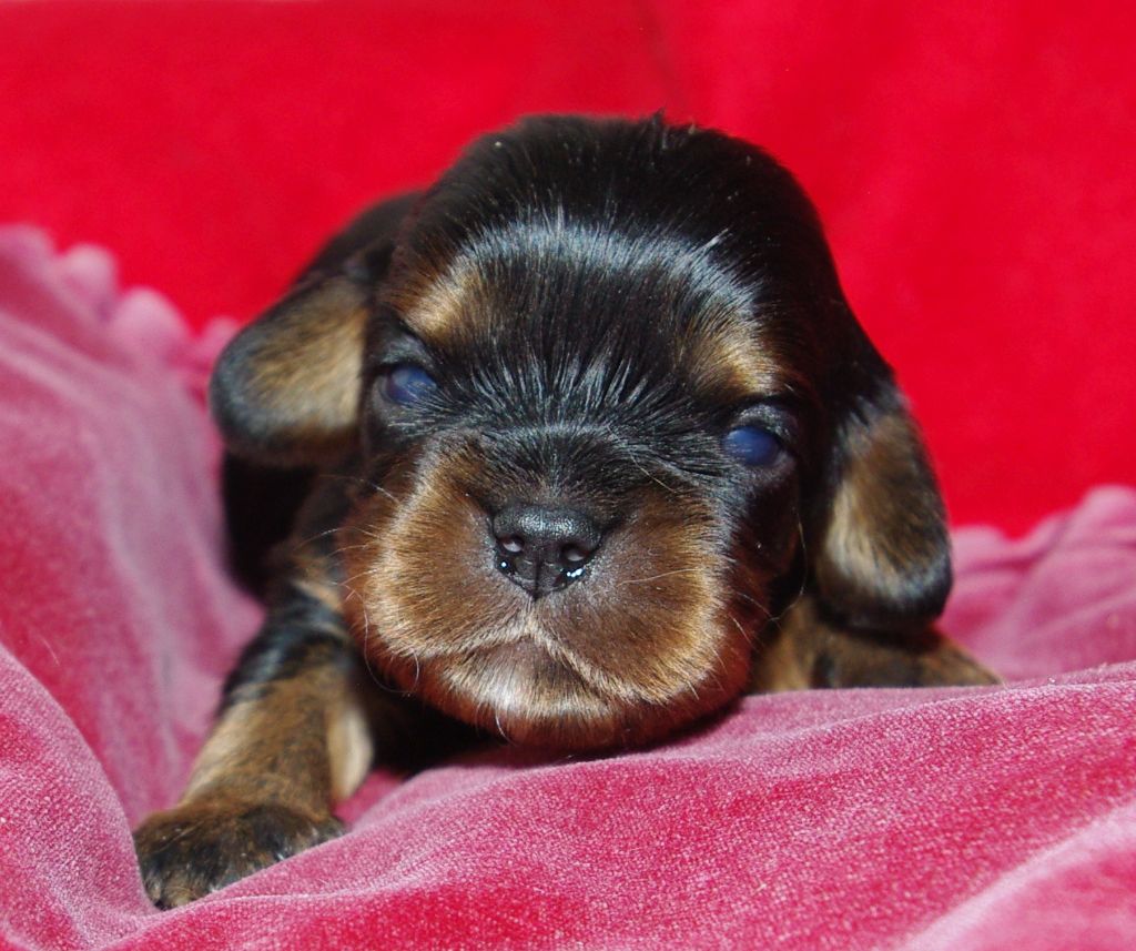 Des Elfes Du Connemara - Cavalier King Charles Spaniel - Portée née le 09/04/2020