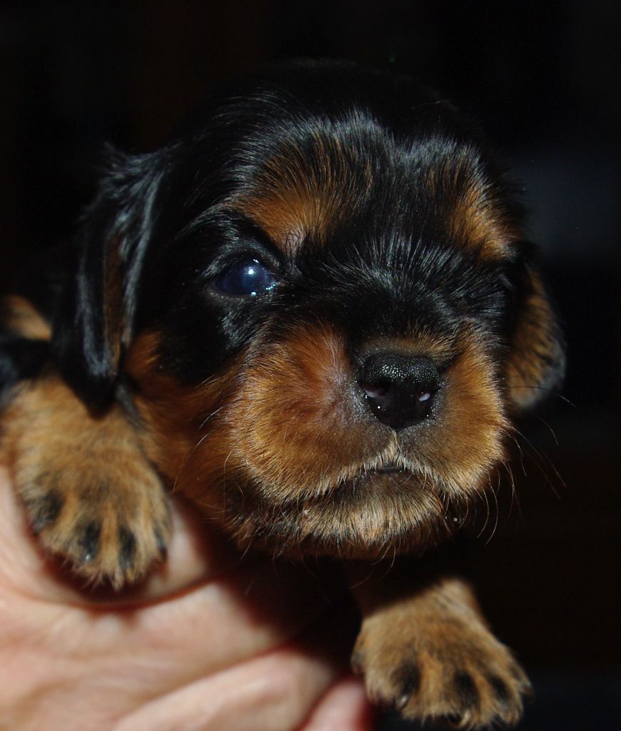 Des Elfes Du Connemara - Cavalier King Charles Spaniel - Portée née le 26/07/2019