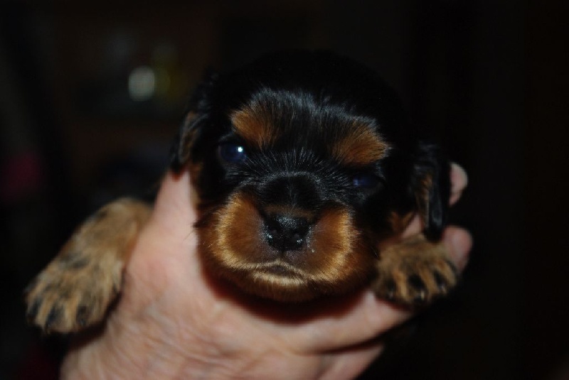 Des Elfes Du Connemara - Cavalier King Charles Spaniel - Portée née le 14/09/2016