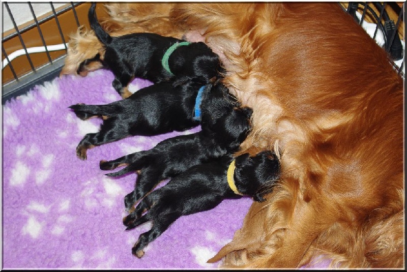 Des Elfes Du Connemara - Cavalier King Charles Spaniel - Portée née le 09/08/2015